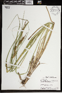 Carex utriculata image