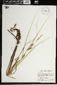 Carex utriculata image