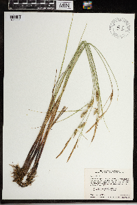 Carex pellita image