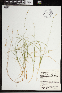 Carex trisperma image