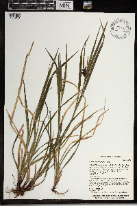 Carex intumescens image