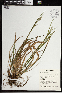 Carex gracillima image