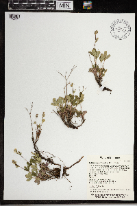 Sibbaldiopsis tridentata image