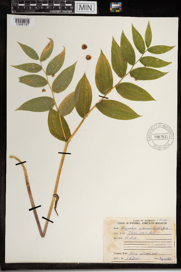 Streptopus lanceolatus image