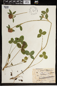 Trifolium pratense image