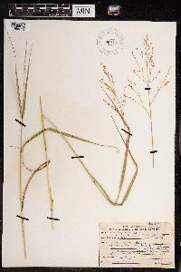 Panicum virgatum image