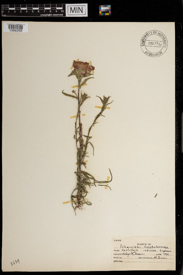 Castilleja indivisa image