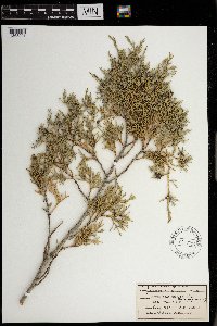 Juniperus scopulorum image