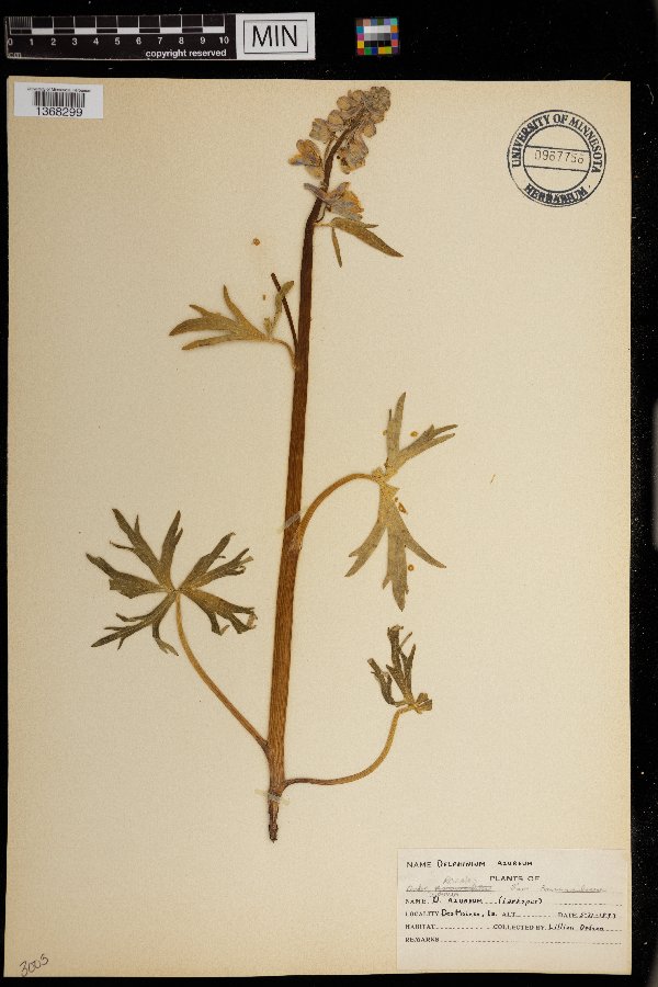 Delphinium azureum image