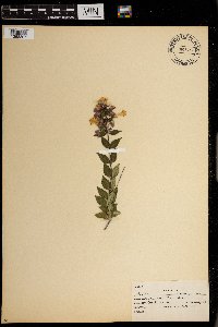 Image of Abelia grandifolia
