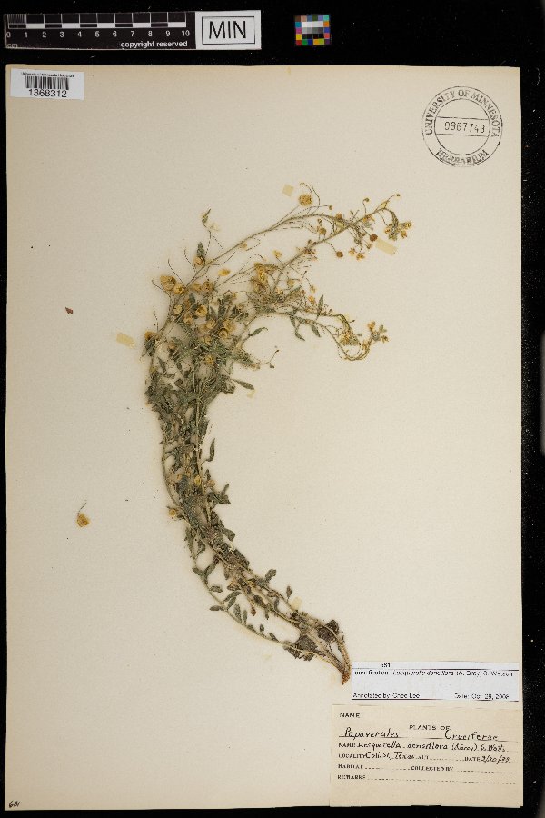 Physaria densiflora image