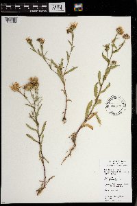 Machaeranthera tanacetifolia image