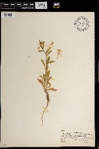 Oenothera laciniata image