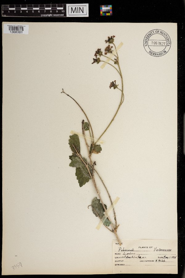 Lantana image