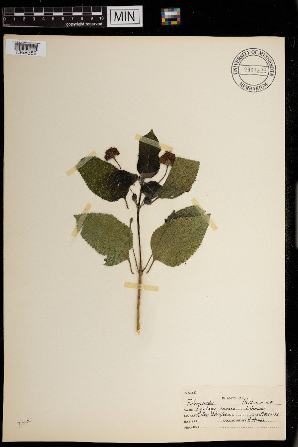 Lantana camara image