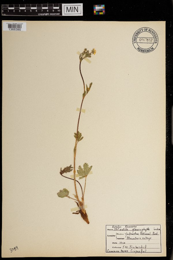 Potentilla glaucophylla image