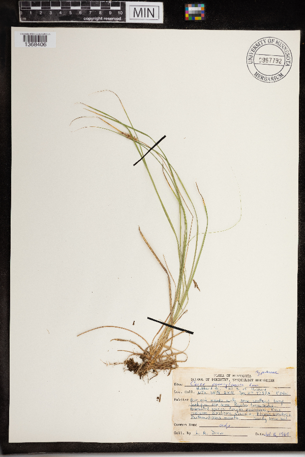 Carex pensylvanica image