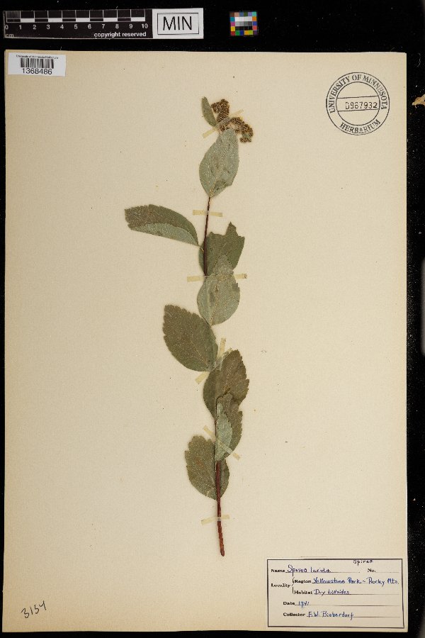 Spiraea lucida image