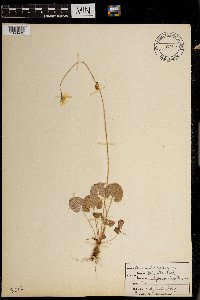 Parnassia kotzebuei image