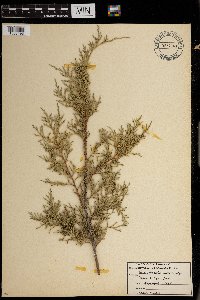 Juniperus scopulorum image