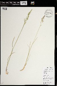 Poa pratensis subsp. agassizensis image