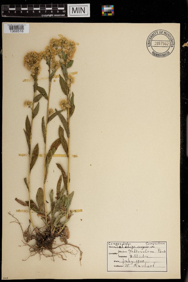 Solidago rigida subsp. glabrata image