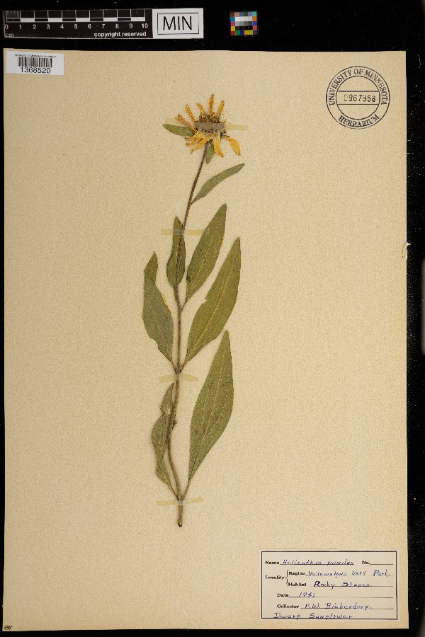 Helianthus pumilus image