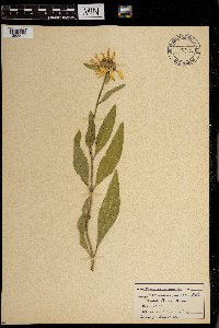 Image of Helianthus pumilus