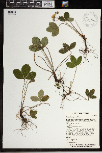 Fragaria virginiana image