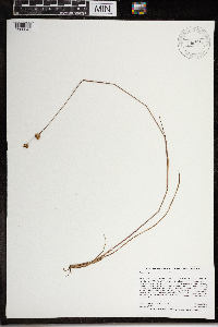 Juncus stygius image