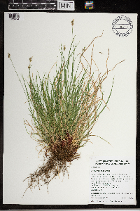 Carex pensylvanica image