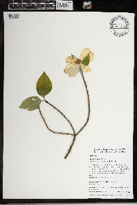 Cornus florida image