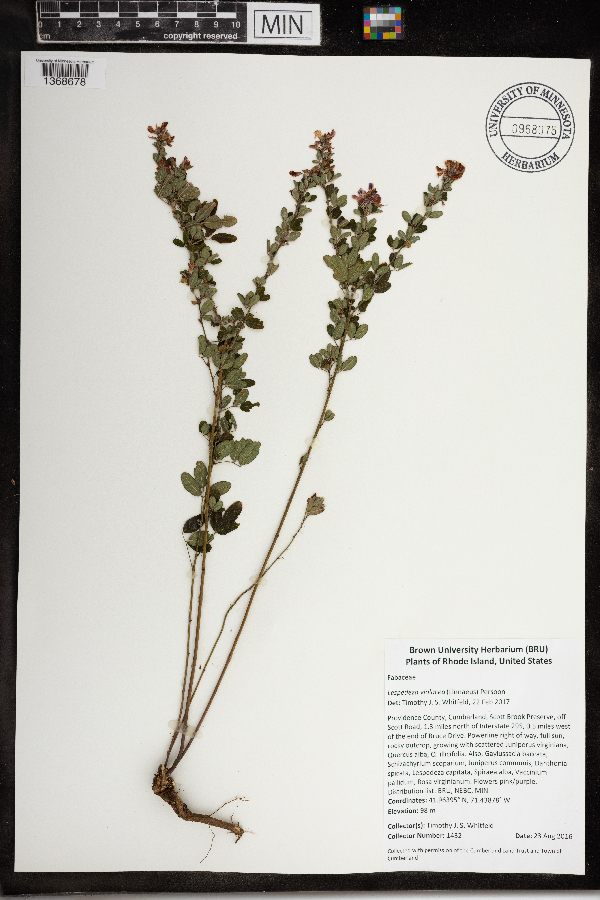 Lespedeza violacea image