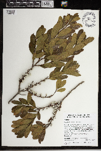 Image of Morella caroliniensis