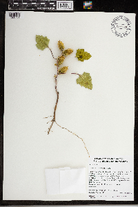 Xanthium strumarium image