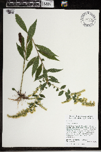 Solidago rugosa image