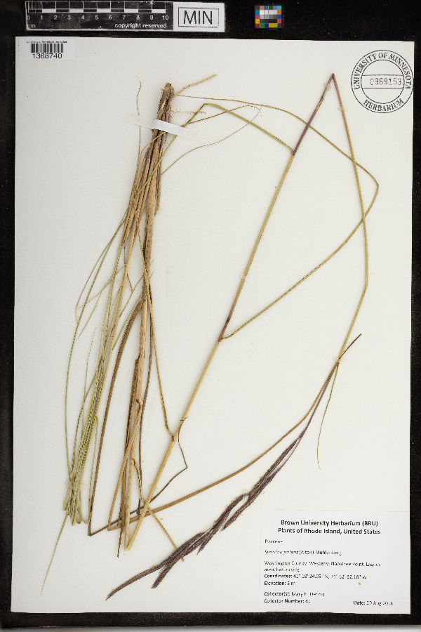 Spartina patens image