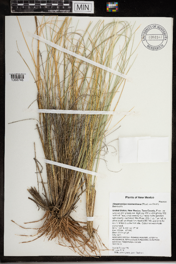 Hesperostipa neomexicana image