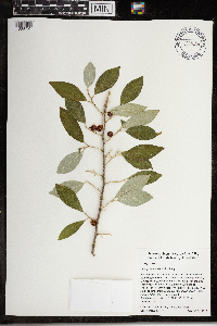 Elaeagnus umbellata image