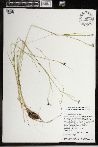 Sisyrinchium atlanticum image