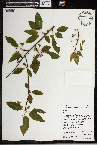 Prunus pensylvanica image