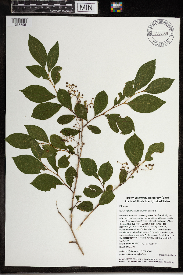 Lyonia ligustrina image