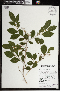 Lyonia ligustrina image