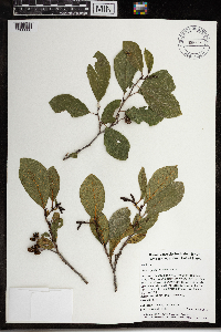 Alnus serrulata image