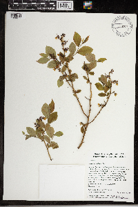 Vaccinium pallidum image