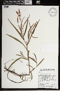 Persicaria pensylvanica image