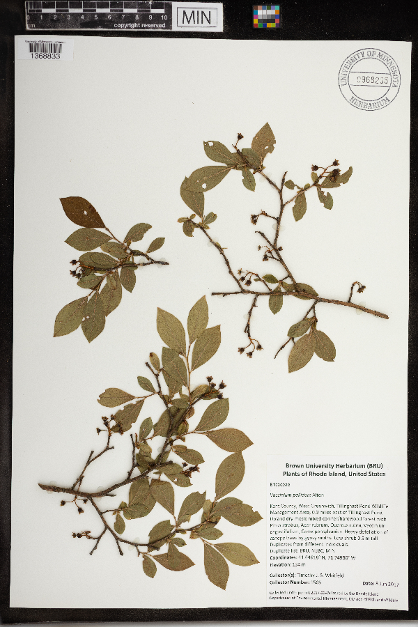 Vaccinium pallidum image