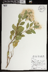 Baccharis halimifolia image