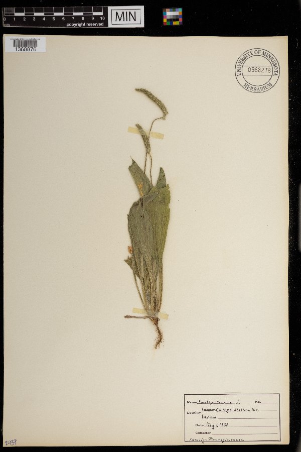 Plantago virginica image