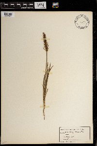 Plantago aristata image